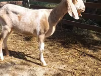 बकरी, Nubian Goat — फ़ोटो 2