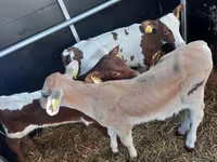 सांड, Simmental cattle — फ़ोटो 2