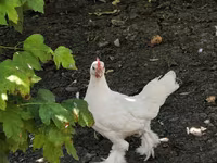 Chickens — 照片 1