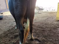 Vaca, Ganado vacuno — foto 3