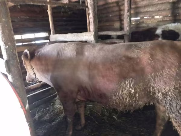 ثور, Simmental cattle
