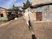 Horse (M), Horses — photo 6