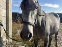 Hengst, Orlov Trotter — Foto 2