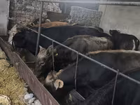 Bull, Karaku — photo 2