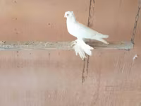 White — photo 1