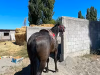 Caballo, Karabair horse — foto 3