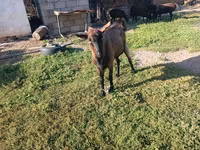 Goat, Goats — photo 2