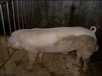 Schweine (Partie, Geschlecht nicht angegeben), Ландрас — Foto 2