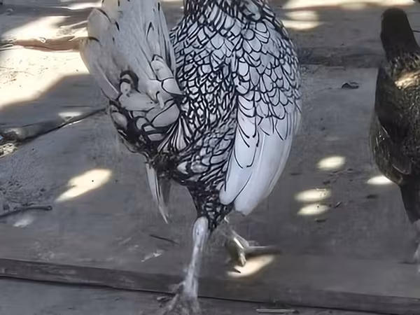 塞布赖特