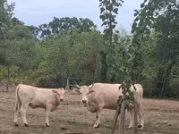 母牛, Brown Carpathian breed — 照片 2