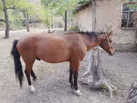 Horse (M), Karachay horse — photo 6
