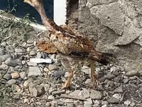 印度斗鸡 — 照片 4