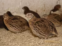 إستوني — الصورة 1