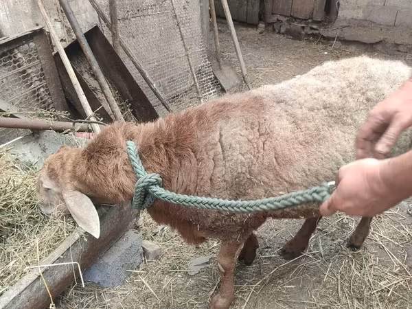 公羊, Sheep