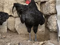 أستراليان بيت غيم فاول — الصورة 2