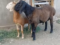 Widder, Arashan sheep — Foto 1
