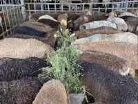 Schaf, Krasnoyarsk sheep — Foto 6
