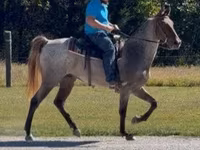 Caballo, Rocky Mountain Horse — foto 8