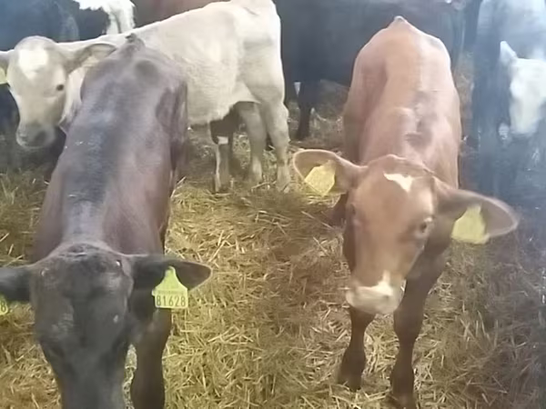 सांड, Simmental cattle
