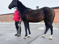 فرس, Akhal-Teke — الصورة 3