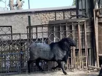 Widder, Romanov sheep — Foto 2