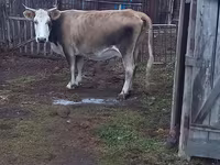 Kuh, Simmental cattle — Foto 1