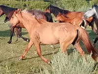 Caballo, North Swedish horse — foto 2