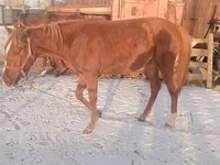 حصان, Thoroughbred horse — الصورة 7