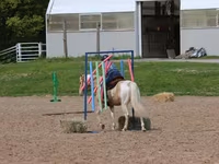 Horse (M), American paint horse — photo 6