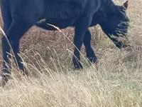 Kuh, Russian Black pied cattle — Foto 4