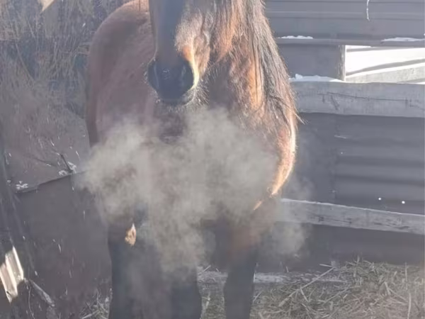 Caballo, Mugalzhar horse