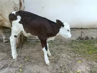 Cow, Simmental cattle — photo 4