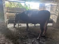 Bull, Red Estonian cattle — photo 1