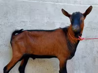 Cabro, Alpine goat — foto 1