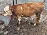 ثور, Simmental cattle — الصورة 3