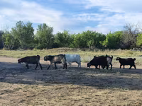 Goat, Goats — photo 3
