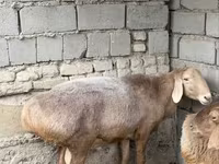 Ram, Arashan sheep — photo 1