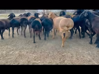 Ram, Sheep — photo 1
