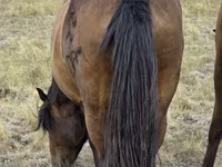 Yegua, Kazakh horse — foto 5