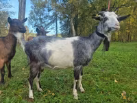 عنزة, Alpine goat — الصورة 3