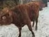 Bulle, Rinder — Foto 2