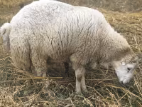 Ram, Bardhoka sheep — photo 2