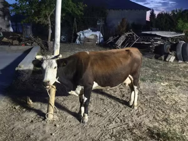 Kuh, Latvian Blue cattle