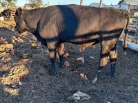 Toro, Vaca kazaja de cabeza blanca — foto 8