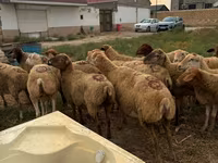 Sheep, Apsheron sheep — photo 2