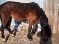 Caballo, Caballos — foto 4