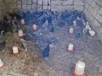 Chickens — photo 5