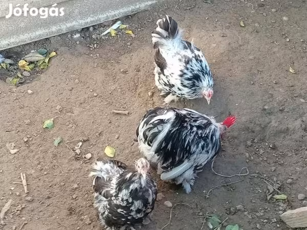 डेनिश हेन