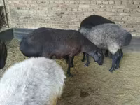 Schaf, Hissar sheep — Foto 5