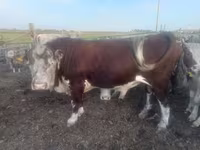 Bulle, Weißkopfige Ukrainische — Foto 1